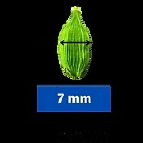 Cardamom 7 mm