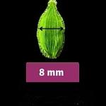 Cardamom 8 mm